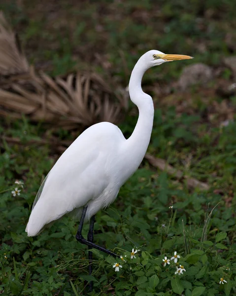 Великий Білий Птах Вид Крупним Планом Листя Білі Квіти Передній — стокове фото