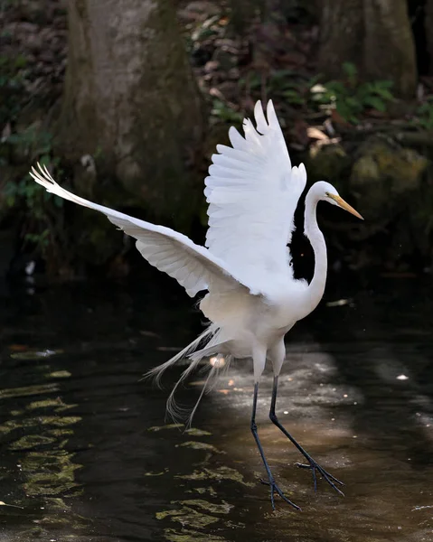 Great White Egret Ptak Zbliżenie Profil Widok Wyświetlający Biały Rozłożone — Zdjęcie stockowe
