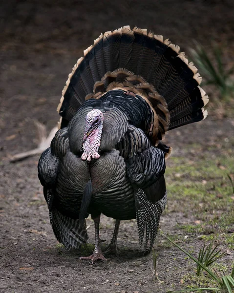 Wild turkey close-up profile front view, enjoying its environment and habitat exposing its body, fan out tail feathers, head, tail, plumage with a blur background. Wild Turkey Stock Photo.