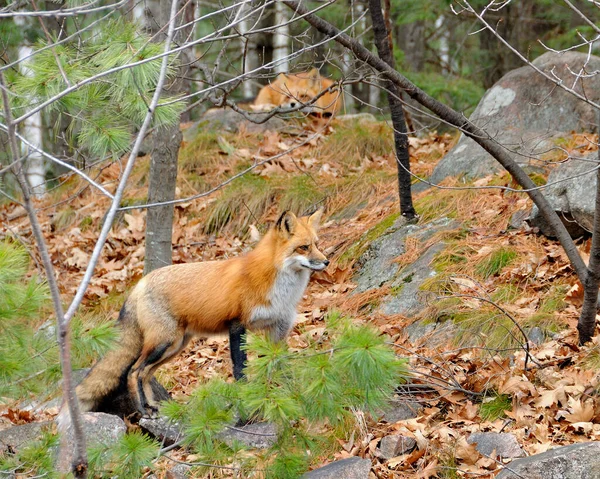 Red fox animals close-up profile view in the forest with rocks and pine trees, one fox resting and one fox looking to the right and displaying body and fluffy bushy tail in its environment and habitat.