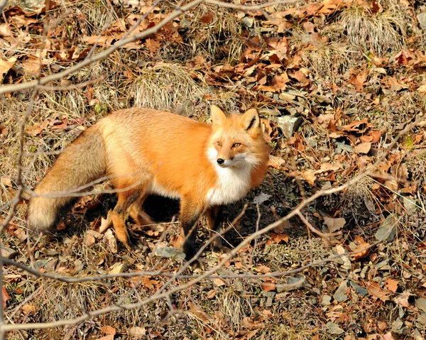 Vue Rapprochée Renard Roux Dans Forêt Pendant Saison Automnale Montrant — Photo