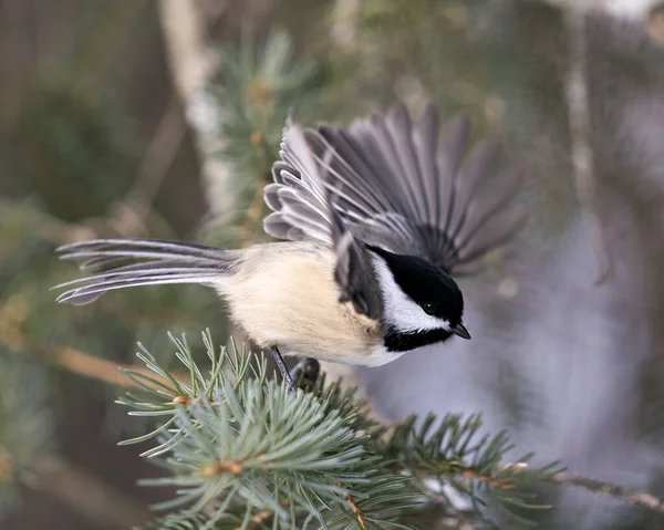 Chickadee close-up profile view on a fir tree branch with spread wings with a blur background in its environment and habitat, displaying grey feather plumage wings and tail, black cap head. Image. Picture. Portrait. Chickadee Stock Photos.