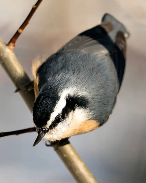 มมองโพรไฟล แบบใกล ดของ Nuthatch งอย บนก งไม ในสภาพแวดล อมและท อาศ — ภาพถ่ายสต็อก