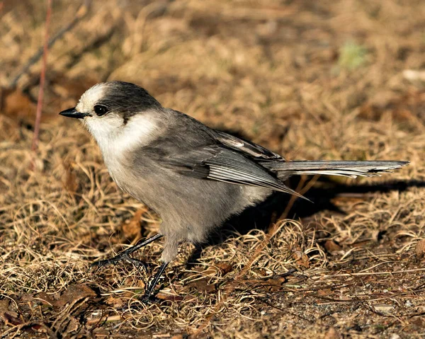 Vue Rapprochée Gray Jay Sur Sol Dans Son Environnement Son — Photo