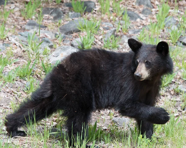 Urso Negro Floresta Forrageamento Com Rochas Folhagem Fundo Seu Ambiente — Fotografia de Stock