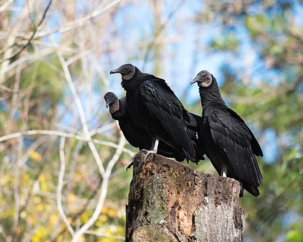 Schwarze Geiervögel Aus Nächster Nähe Hocken Auf Einem Baumstumpf Mit — Stockfoto
