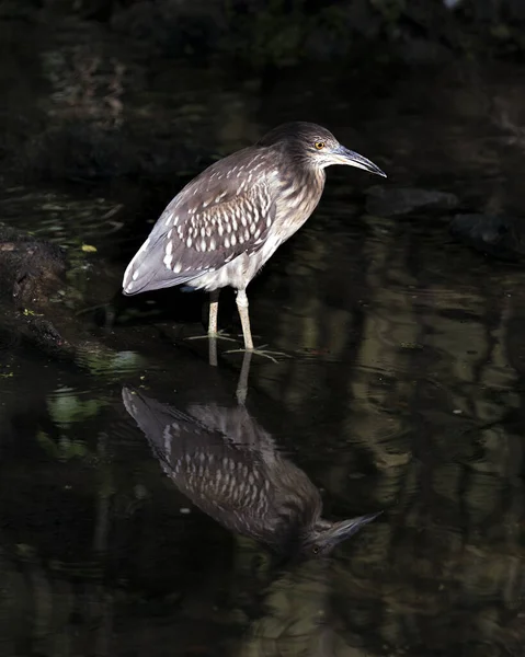 Black-crowned night-heron juvenile bird in the water with its reflection displaying its body, head, eye, feet, plumage with a background  in its environment and habitat. Black crowned Night heron stock photo. Image. Picture. Portrait.