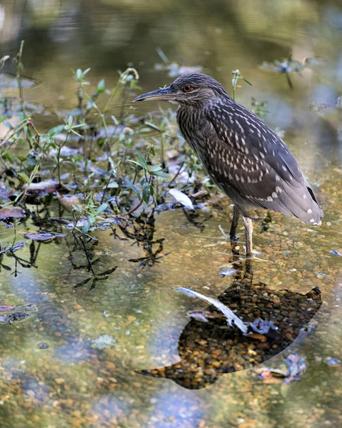 Black-crowned night-heron juvenile bird in the water with its reflection displaying plumage with a background of rocks in its environment and surrounding. Black crowned Night heron stock photo. Image. Picture. Portrait.