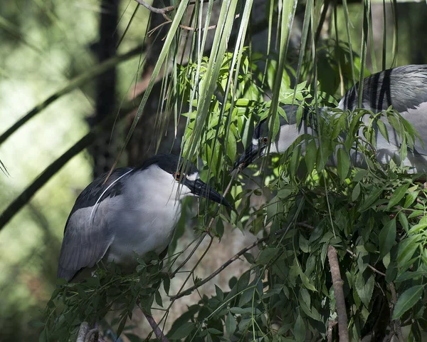 Black crowned Night-heron couple with a  blur foliage background in their environment and habitat. Black crowned Night heron stock photo.