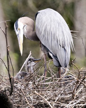 Blue Heron birds close-up profile view with babies on the nest in their environment and habitat. Image. Picture. Portrait. Blue Heron Stock Photo. clipart