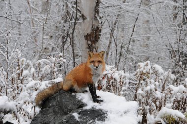 Kızıl Tilki kış mevsiminde doğal ortamında kar yağarken tilki kuyruğu, tilki kürkü, çalı kuyruğu sergilenir. Fox Image 'da. Görüntü. Portre. Fox Stok Fotoğrafı.
