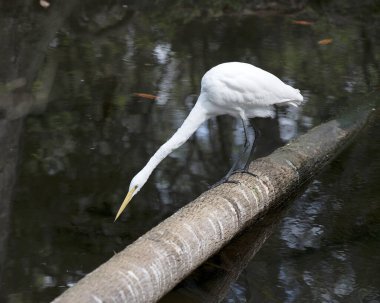 Büyük Beyaz Akbalıkçıl bir kütüğün üzerinde duruyor ve çevresindeki beyaz renkli tüyleri ve habitatını göstererek bulanık bir su arka planıyla suya bakıyor..