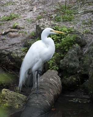 Büyük Akbalıkçıl profil görüntüsü, su kenarında bir kütüğe tünemiş, uzun sarı gaga, göz, beyaz tüyler, çevresindeki ve habitatındaki uzun siyah yapraklı siyah bacaklar ve yosun kayası arka planında.