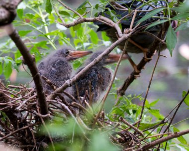 Yeşil balıkçıl yetişkin ve balıkçıl kuş yuvalarında bulanık bir ön plan ve doğal ortamlarında yeşillik arka planına sahipler. Yeşil Balıkçıl Stok Fotoğrafı. Görüntü. Görüntü. Portre.