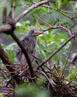 Yeşil balıkçıl kuşları yuvalarında bulanık ön planda ve doğal ortamlarındaki yaprakların arka planında. Yeşil Balıkçıl Stok Fotoğrafı. Görüntü. Görüntü. Portre.