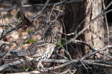 Keklik kuşunun yakın plan profil görüntüsü sonbahar mevsiminde ormanda yürürken çevresindeki ve habitatındaki kahverengi tüyleri gösteriyor. Partridge Stock Fotoğrafı. Görüntü. Görüntü. Portre.