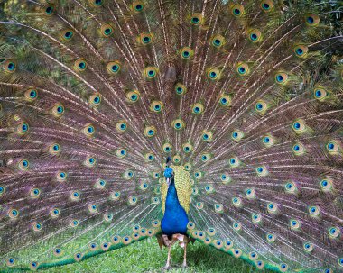 Tavus kuşu yakın plan profili, katlanmış açık yelpazeyi, mavi-yeşil tüylü tüyleri, yelpaze kuyruğunda göz lekeleri, doğal ortamında ve doğal ortamında baş süslemeleri ile birlikte sergiliyor. Tavuskuşu Stok Fotoğrafı. Görüntü. Görüntü. Portre.