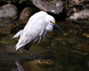 Karlı Egret, kaya ve yosun arka planlı sudaki profil görüntüsü, beyaz tüyleri, başı, gagası, gözü, tüylü tüyleri, çevresindeki ve habitatındaki sarı ayakları gösteriyor. Karlı Egret Stok Fotoğrafı. Görüntü. Görüntü. Portre.
