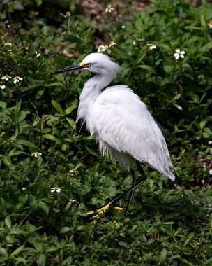 Beyaz çiçek arkaplanlı yeşilliklere tünemiş Karlı Egret 'in yakın plan profil görüntüsü, beyaz tüyler, baş, gaga, göz, tüylü tüyler, çevresindeki ve habitatındaki sarı ayaklar. Karlı Egret Stok Fotoğrafı. Görüntü. Görüntü. Portre.