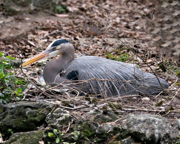 Blue Heron Närbild Profil Vilar Marken Med Bladverk Sin Miljö — Stockfoto