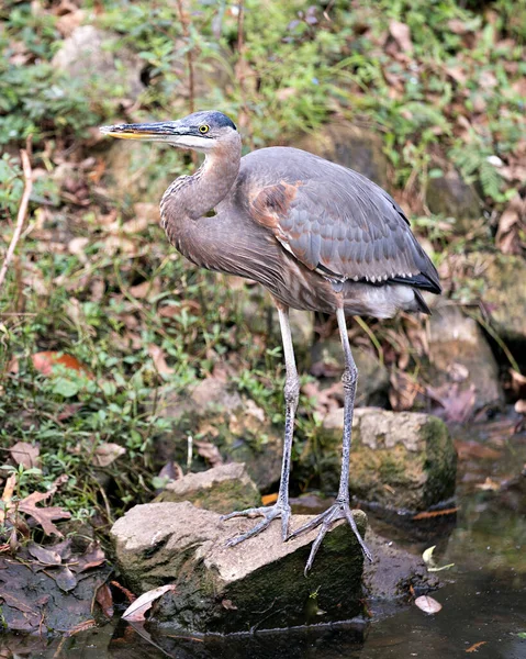 Blue Heron close-up profile view standing on a rock by the water with a foliage background in its environment and habitat displaying its blue feather plumage, head, beak, eye, legs. Image. Picture. Portrait. Blue Heron Stock Photo.
