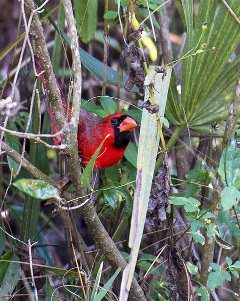 Cardinal bird male perched on a branch showing its beautiful red body, head, beak, eye, enjoying its surrounding and surrounding with a nice blur background. Image. Picture. Portrait. Cardinal Stock Photo.