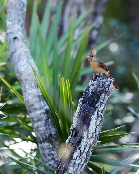 Cardenal Pájaro Hembra Encaramado Una Rama Que Muestra Cuerpo Cabeza —  Fotos de Stock