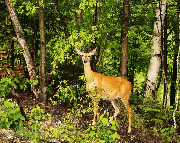 森林中的鹿皮呈棕红色 其栖息地和环境中的乔木背景为叶状 鹿群照片 — 图库照片