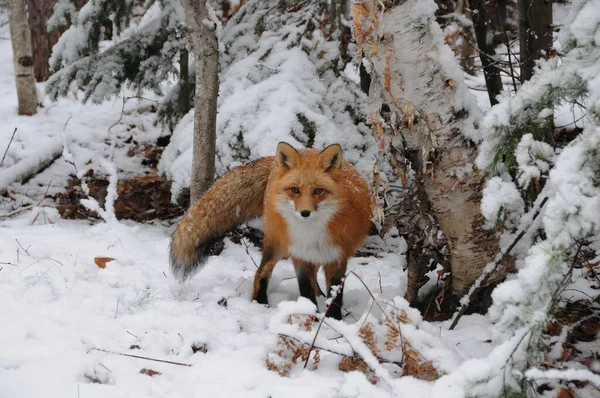 여우는 겨울에 자작나무와 속에서 발등을 배경과 환경을 수있다 이미지 사진찍어 — 스톡 사진