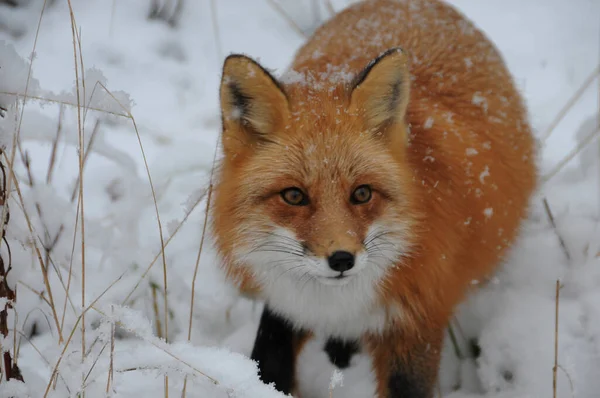 Cabeza Zorro Rojo Disparada Bosque Temporada Invierno Con Nieve Cayendo — Foto de Stock