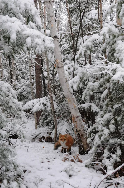 Red Fox Лесу Зимний Сезон Своей Окружающей Среде Среде Обитания — стоковое фото