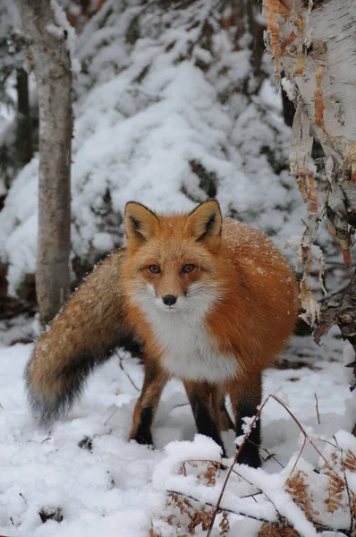 Red Fox Vista Primer Plano Del Perfil Bosque Temporada Invierno — Foto de Stock