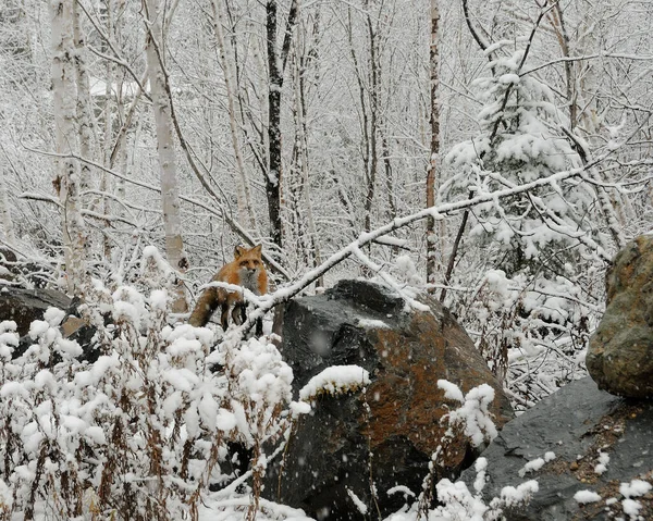 Red Fox animal  in the forest in the winter season behind a rock with a background of snow trees enjoying its habitat and environment while exposing its body, head, eyes, ears, nose, paws, tail. Fox Image. Picture. Portrait. Fox Stock Photo.
