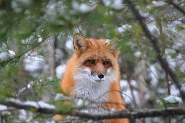 Red Fox Huvud Skott Skogen Vintersäsongen Sin Livsmiljö Och Miljö — Stockfoto