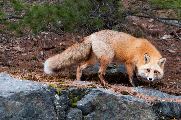 Red Fox Vista Perfil Close Floresta Seu Habitat Ambiente Exibindo — Fotografia de Stock