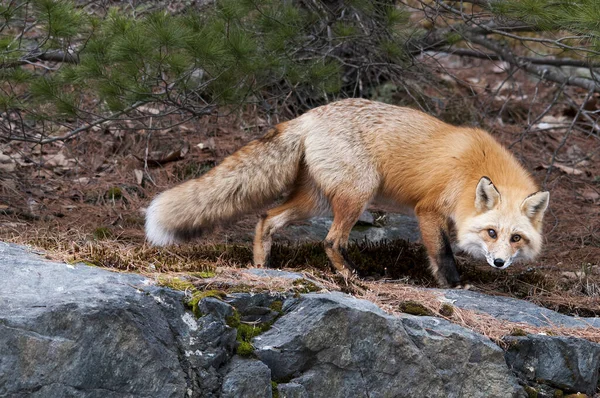 Kızıl Tilki 'nin yaşam alanı ve çevresindeki yakın plan görüntüsü sarımsı kırmızı kürk, vücut, kafa, gözler, kulaklar, burun, ıslak patiler, çam ağacı arka planlı çalılı kuyruk. Fox Stock Fotoğrafı. Fox Image 'da. Görüntü. Portre.