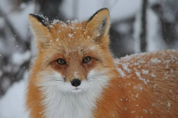 Red Fox Huvud Skott Täckt Med Snö Skogen Vintersäsongen Med — Stockfoto