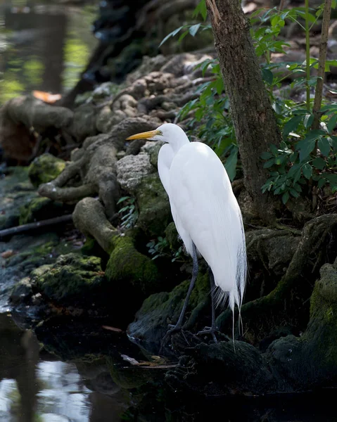 Silberreiher Nahaufnahme Stehend Auf Moosfelsen Wasser Mit Einem Baum Und — Stockfoto