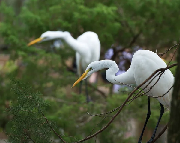 Great White Egret Perched Displaying White Feather Plumage Head Beak — Stock Photo, Image