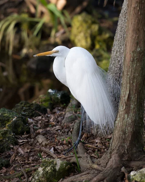 Grande Aigrette Blanche Vue Profil Rapprochée Près Eau Des Arbres — Photo