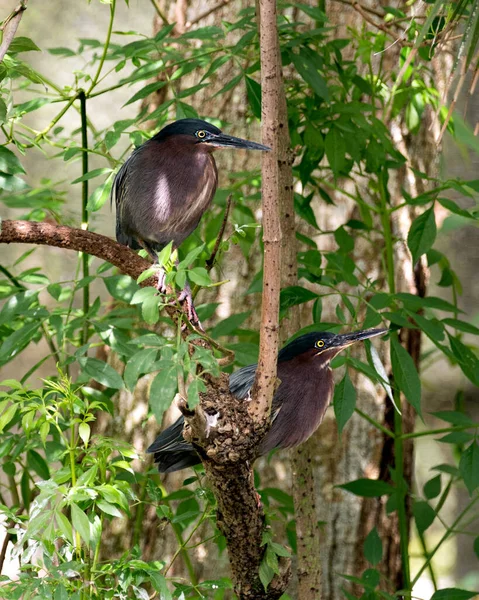 Green Heron Coppia Close Profilo Vista Appollaiato Ramo Che Mostra — Foto Stock