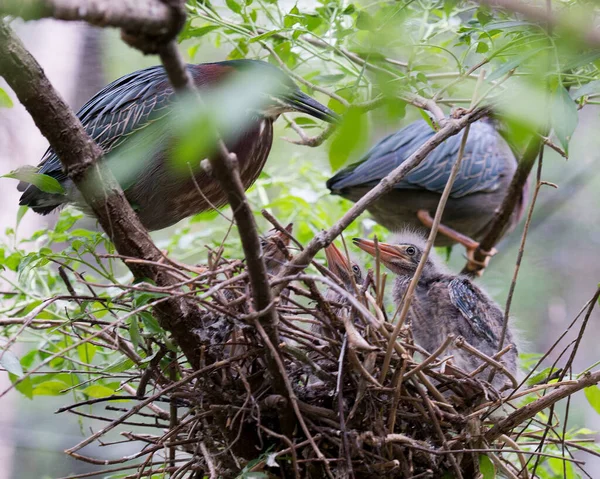 Green Heron Vuxen Och Baby Heron Boet Med Suddig Förgrund — Stockfoto