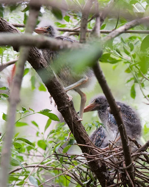 Green Heron Baby Fåglar Nära Upp Sitter Trädgren Boet Visar — Stockfoto