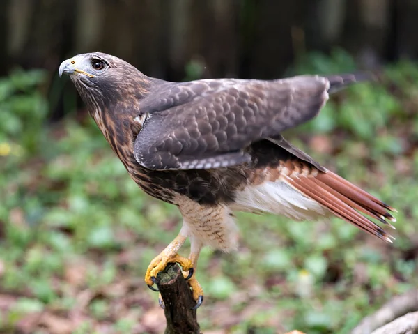 Widok Profilu Zbliżeniowego Hawka Gałęzi Brązowymi Piórami Upierzenie Głowa Oko — Zdjęcie stockowe