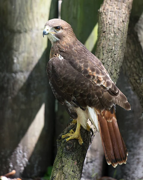 Widok Profilu Zbliżeniowego Hawka Gałęzi Drzewa Brązowymi Piórami Upierzenie Głowa — Zdjęcie stockowe