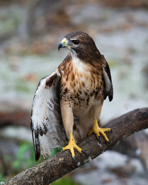 Vue Rapprochée Profil Buse Perchée Sur Une Branche Arbre Montrant — Photo