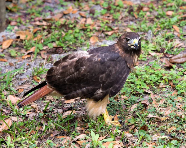 Visão Perfil Close Hawk Exibindo Plumagem Penas Marrons Cabeça Olho — Fotografia de Stock