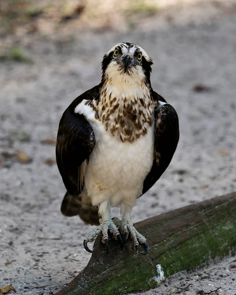 발톱을 그들의 서식지와 환경에서 하늘을 향하여 가지에 Osprey Close Profile — 스톡 사진