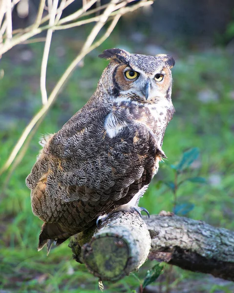 Owl Close Profile View Looking Camera Blur Background Displaying Its — Stock Photo, Image