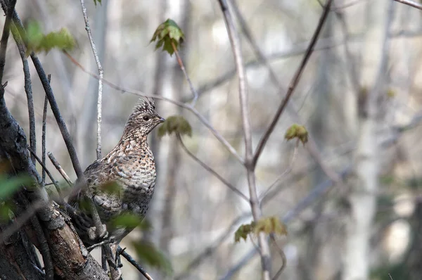 초원에 가을에 나뭇가지에 환경과 서식지에서 깃털을 Partridge Stock Photo 이미지 — 스톡 사진